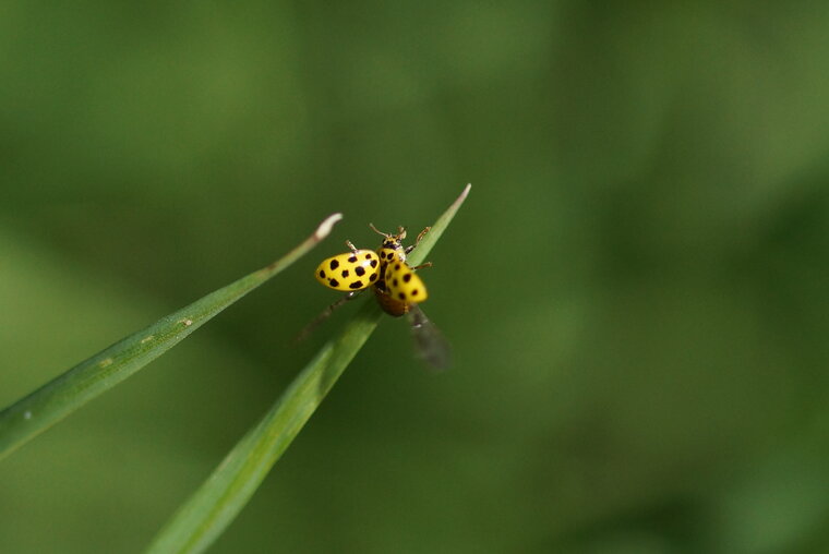 Coccinelle Psyllobora vingintiduopunctata