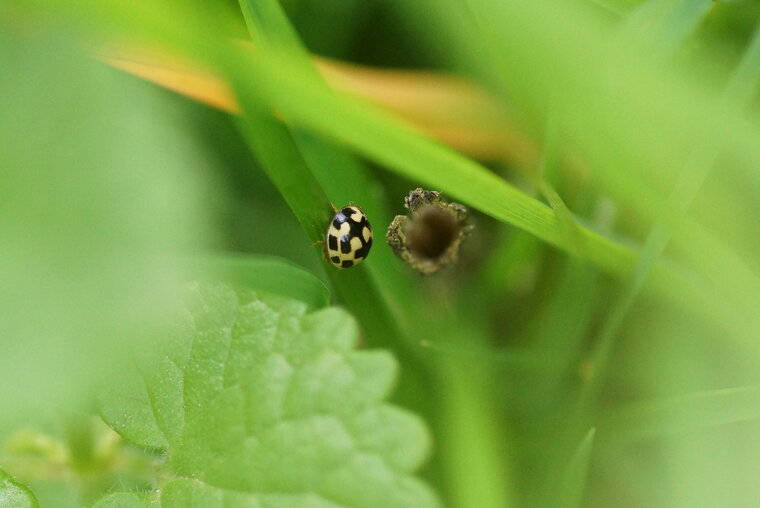 Coccinelle à 14 points