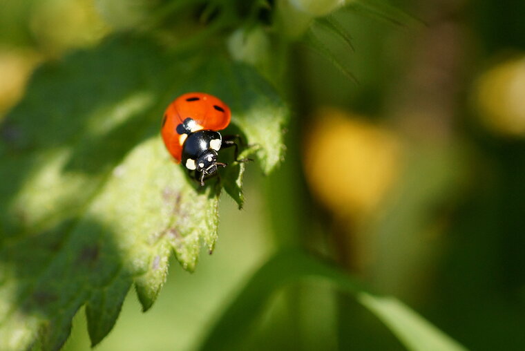 Coccinelle à 7 points