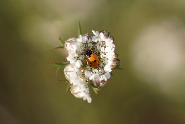 Coccinelle à 7 points