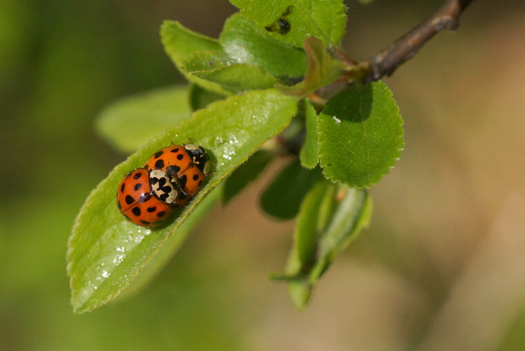 Coccinelle asiatique