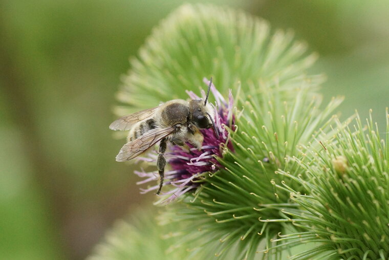 Colletes sp