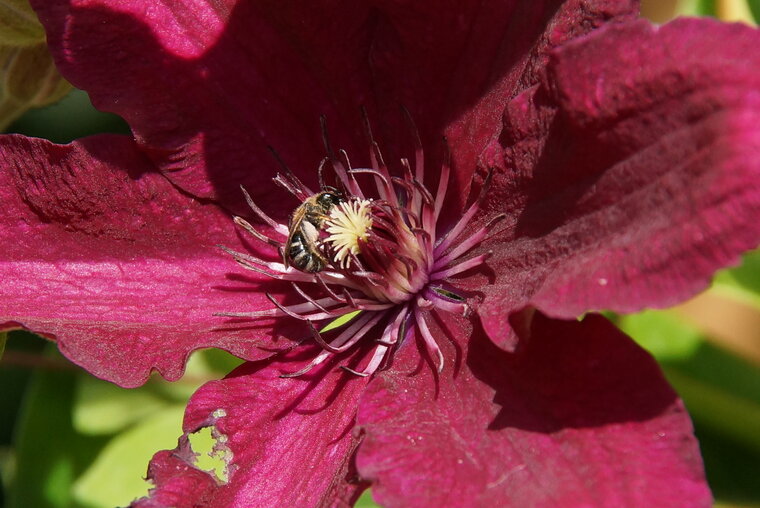 Colletes sp sous réserve