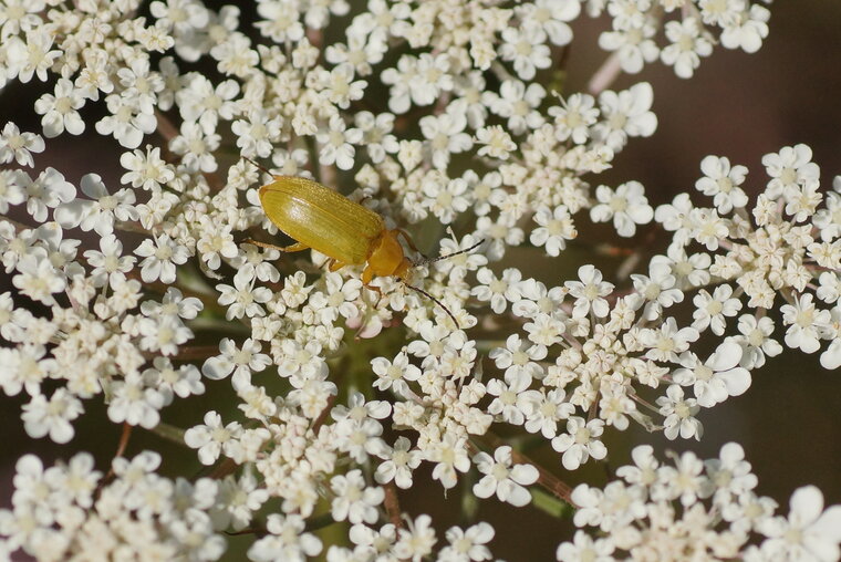 Ctenopius sp sous réserve