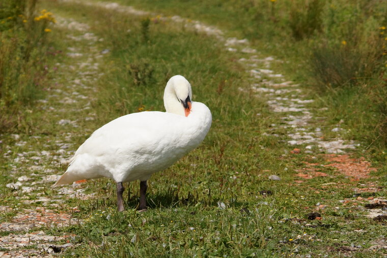 Cygne tuberculé