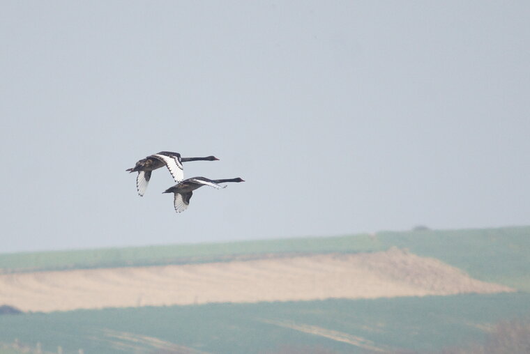 Cygnes noirs