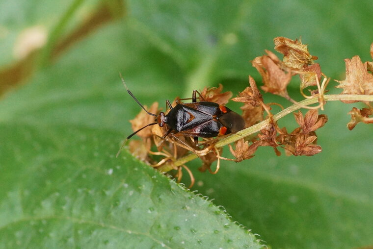 Deraeocoris ruber