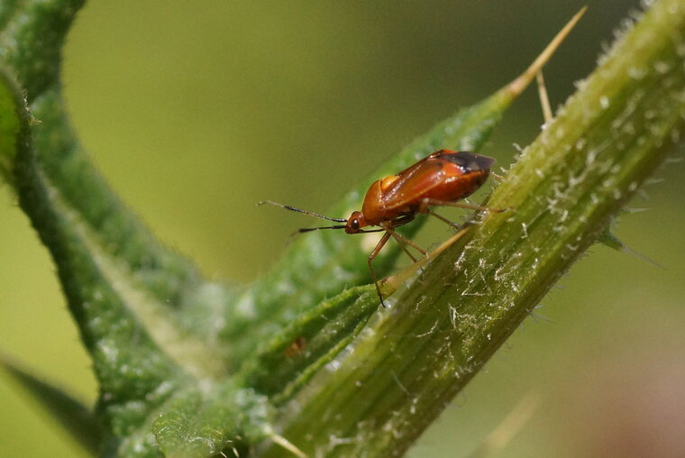 Deraeocoris ruber