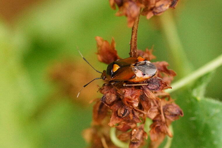 Deraeocoris ruber 2