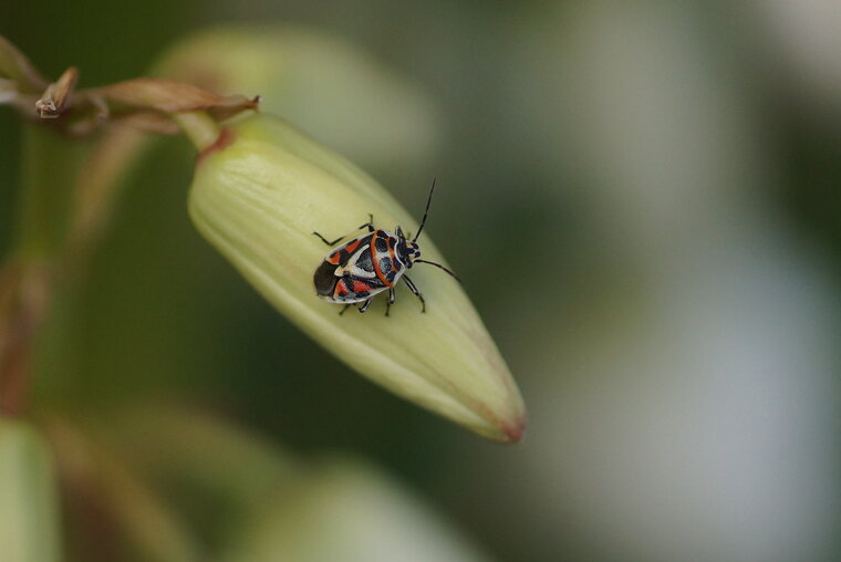 Eurydema ornatum La Punaise ornée sous réserve