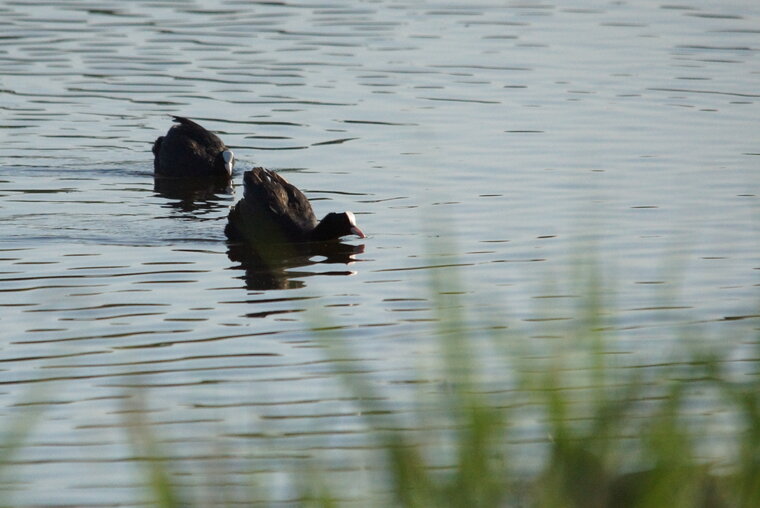 Foulques macroule