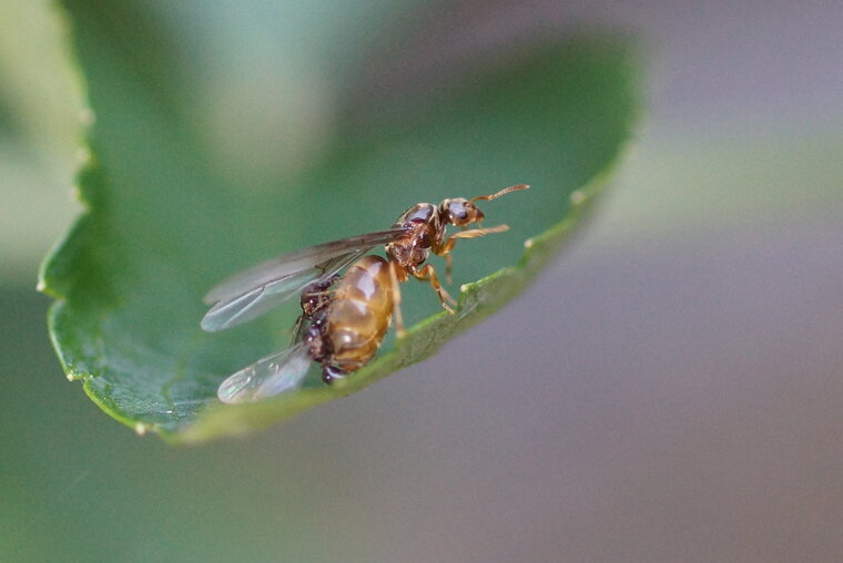 fourmis reine et mâles 2