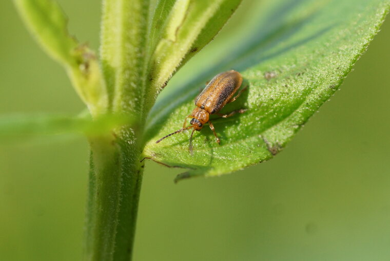 Galerucella calmariensis