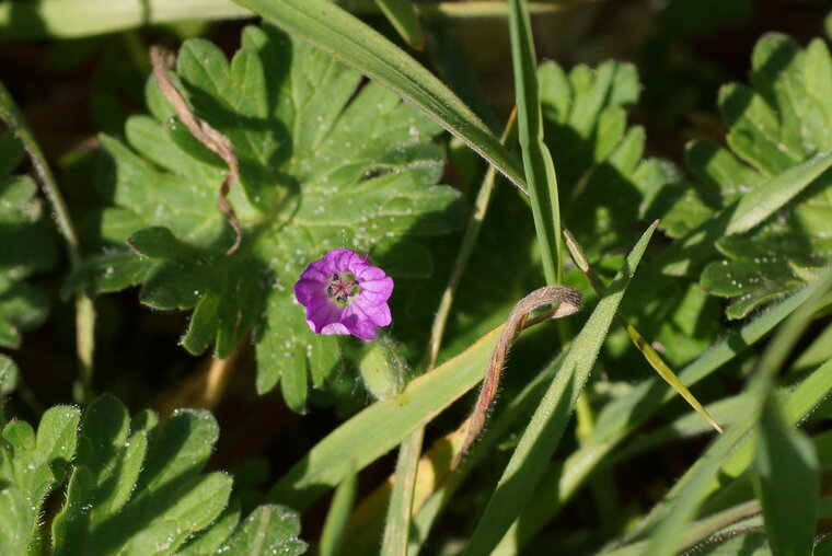 Géranium à feuilles rondes