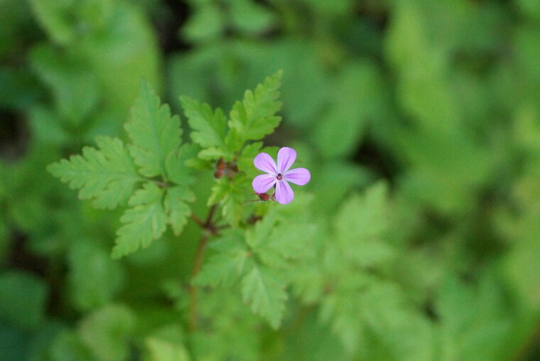 Géranium herbe à robert Geranium robertianum