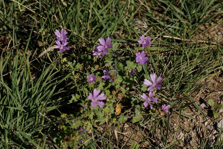 Grande mauve Malva sylvestris