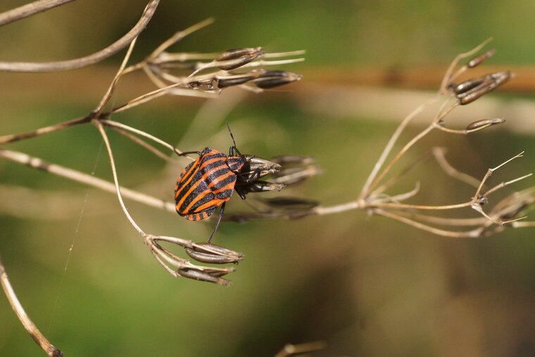 Graphosoma italicum