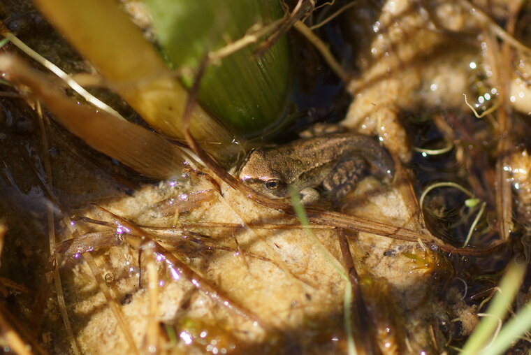 Grenouille rousse en phase de métamorphose