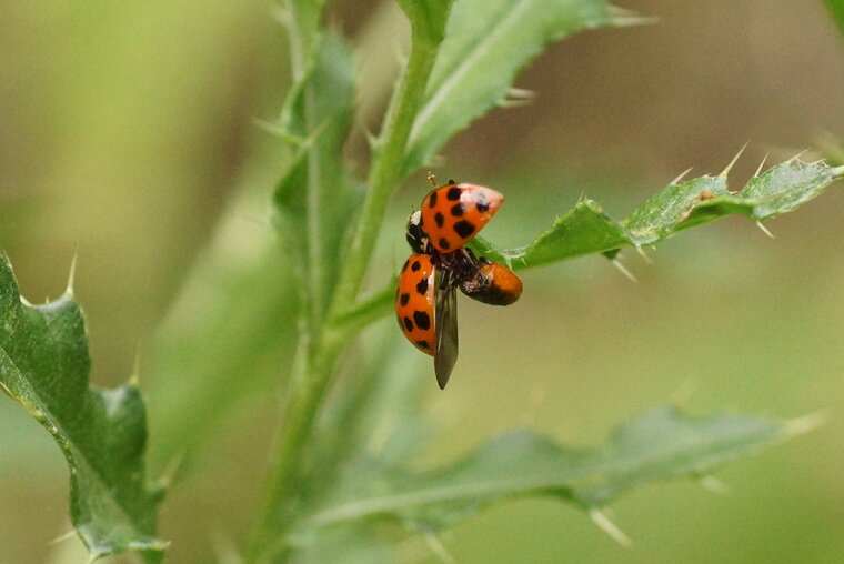 Harmonia axyridis