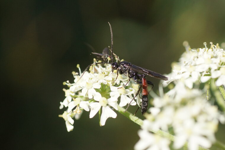 Ichneumon sp