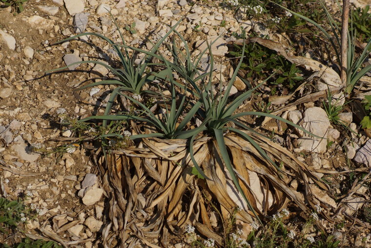 Lys des sables sous réserve