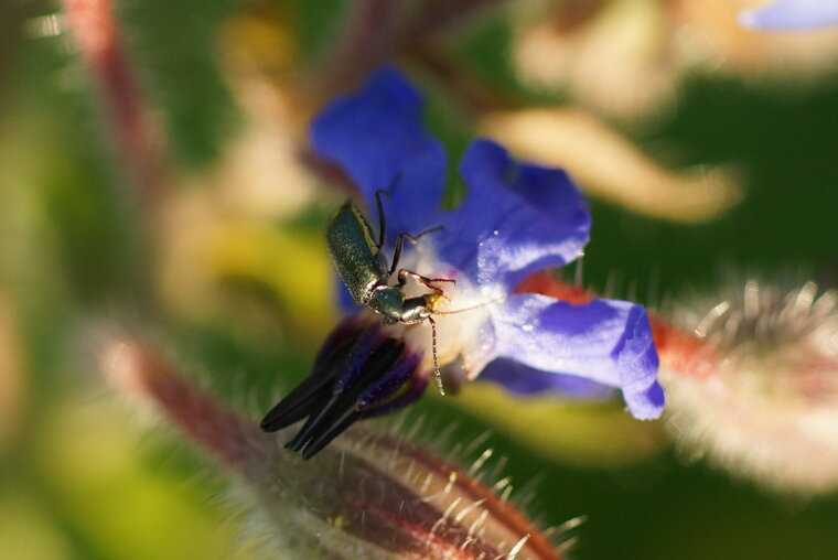 Malachius elegans