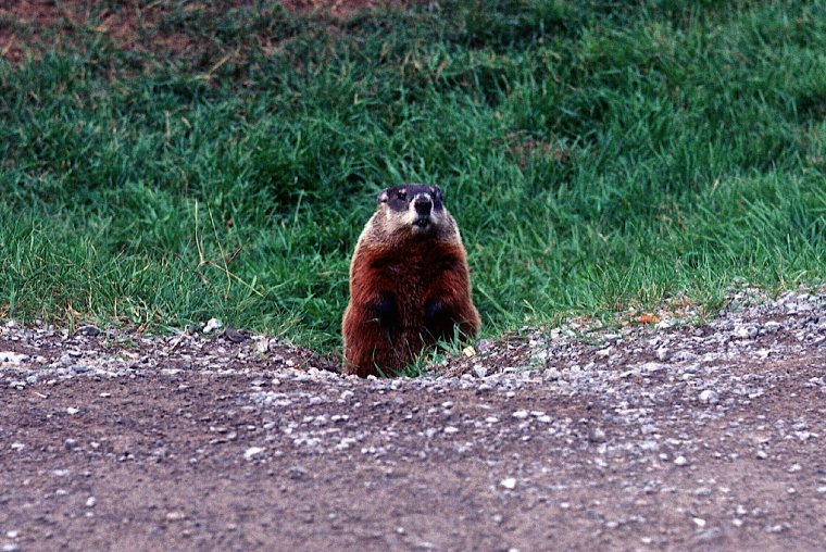 marmotte