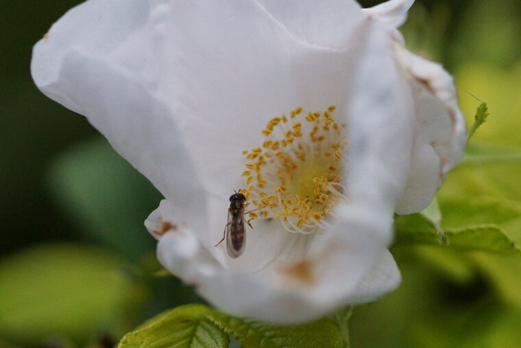 Melanostoma scalare