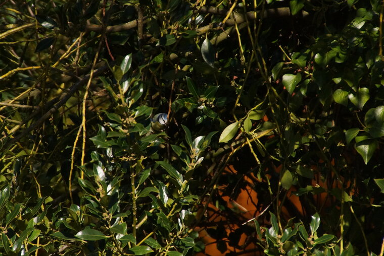 Mésange bleue