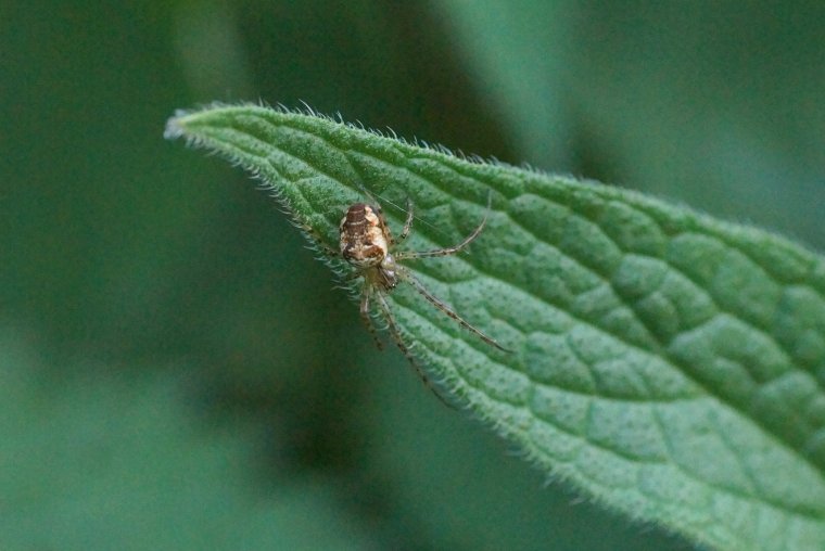 Metelina sp