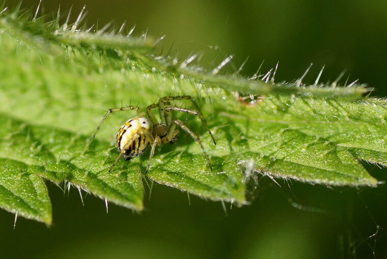 Metellina sp sous réserve