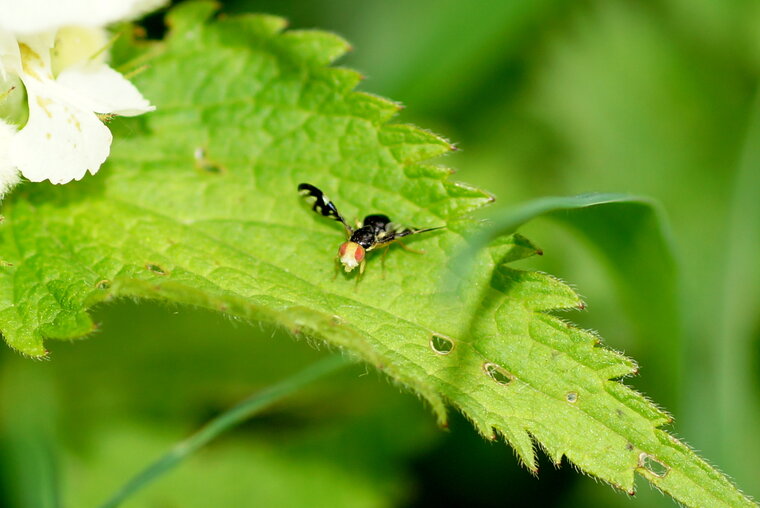 Mouche du céleri sous réserve