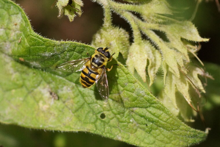 Myathropa florea