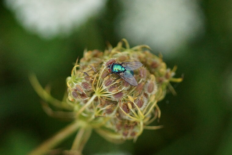 Neomyia cornicina sous réserve 2