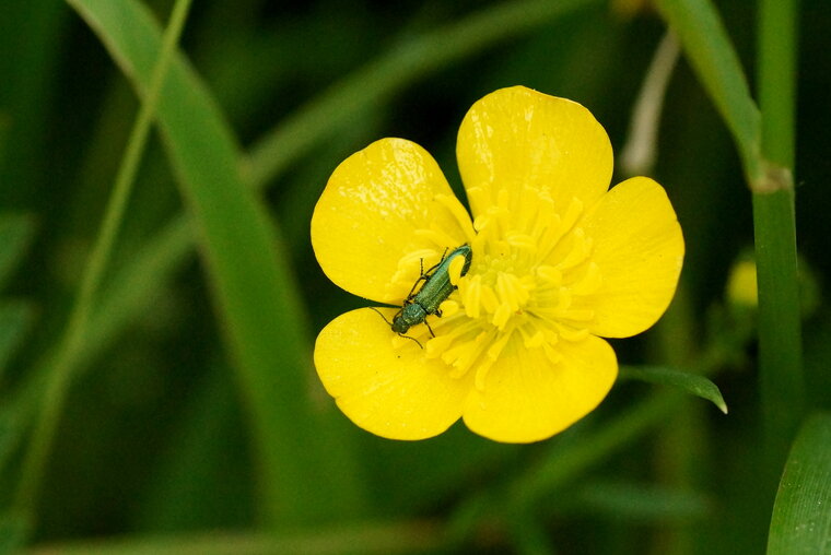 Oedemera virescens sous réserve