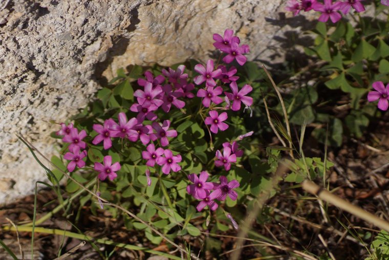 Oxalis sp