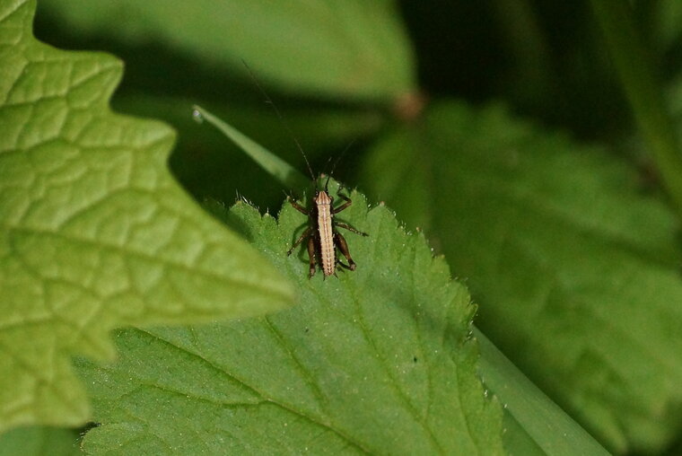 Pholidoptera griseoaptera juvénile recadré