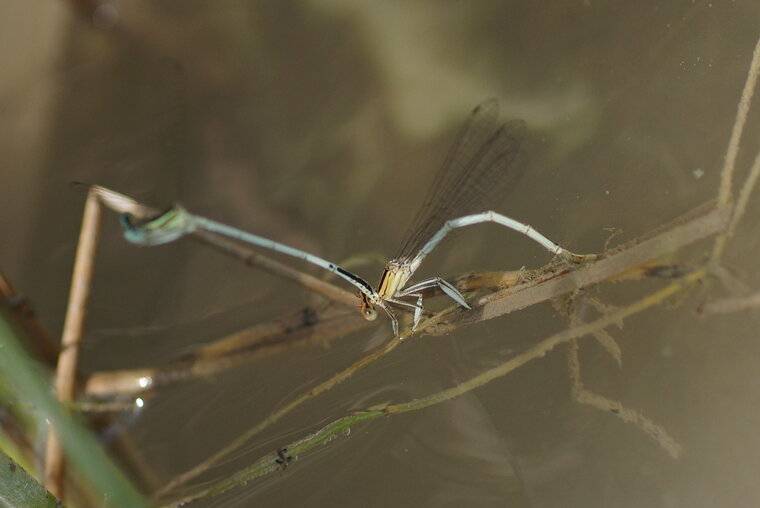 Platycnemis latipes Agrion blanchâtre