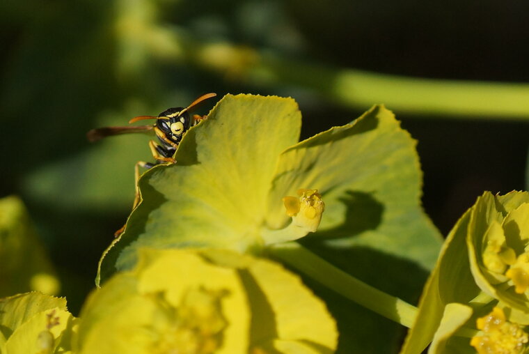 Poliste sp sous résserve