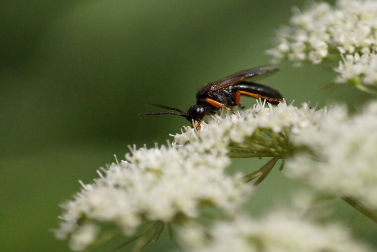 Pseudoamblyteles homocerus sous réserve