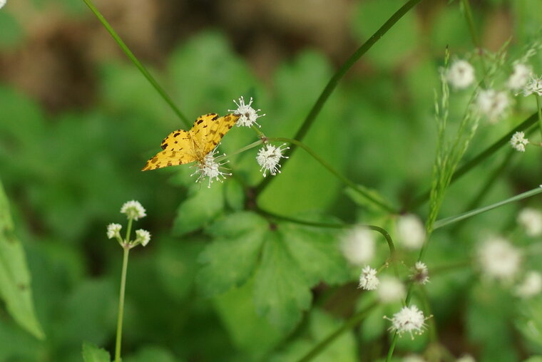 Pseudopanthera macularia sur fleur de Sanicle