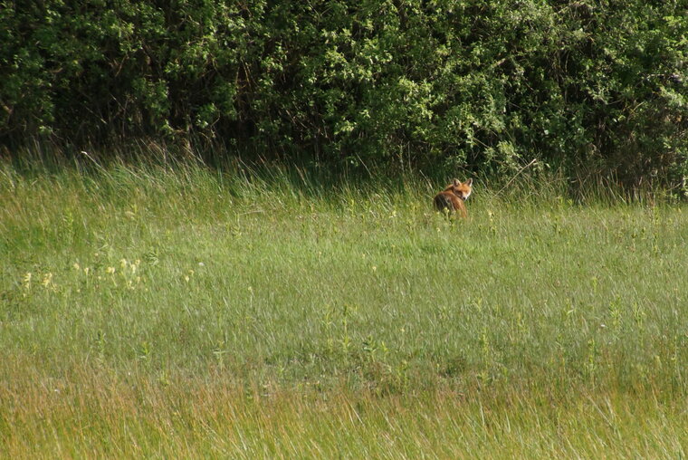 Renard roux