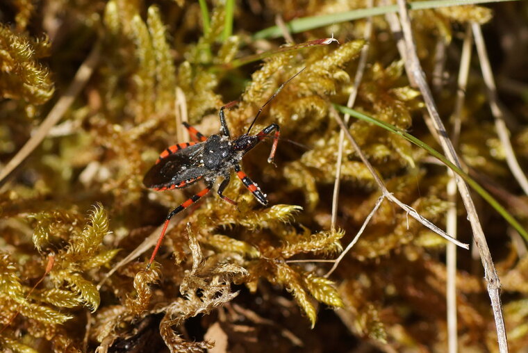 Rhinocoris annulatus La Réduve annelée