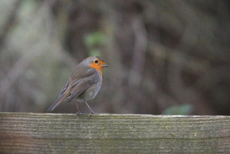 Rouge gorge familier