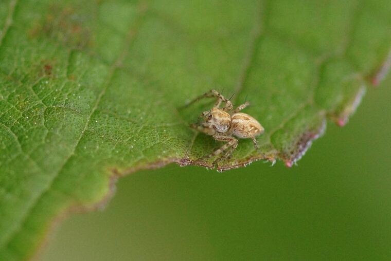 Salticidé sp