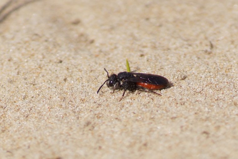 sphecode à labre blanc