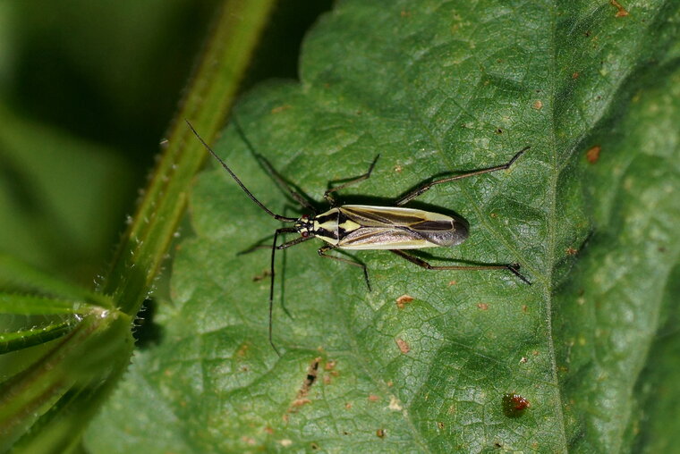 Stenotus binotatus