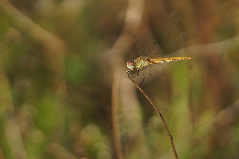 Sympetrum fonscolombii