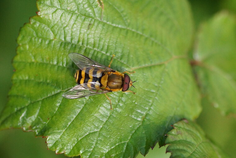 Syrphus vitripennis sous rréserve