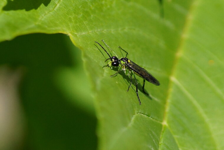 Tenthredo mesomela Tenthrède commune